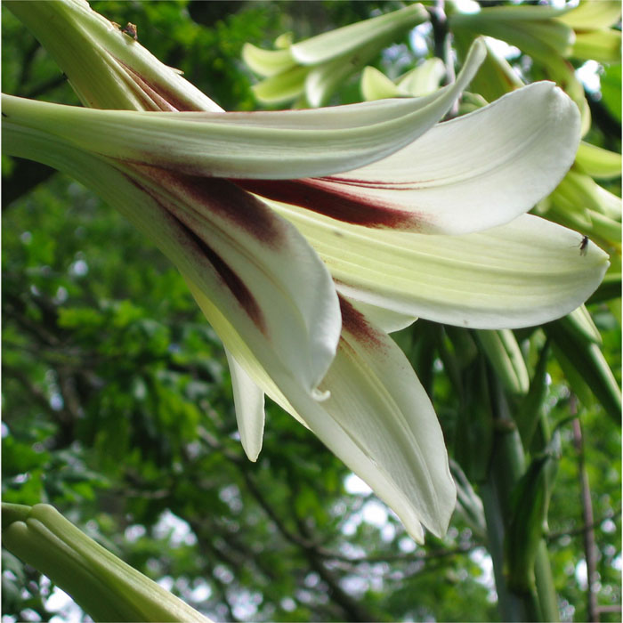 Cardiocrinum  giganteum yunnanense, flower close up