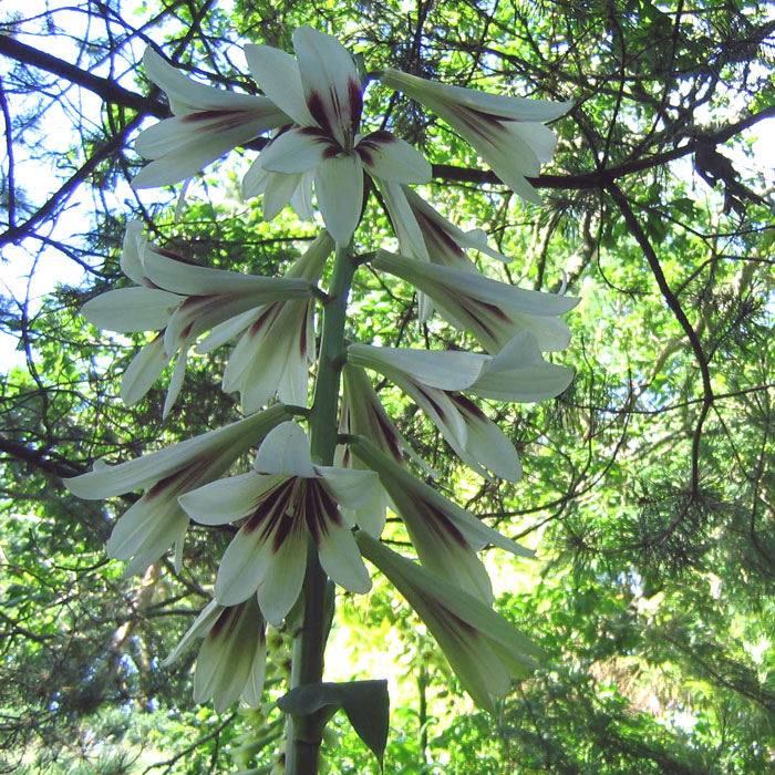 Cardiocrinum  giganteum yunnanense, flower spike