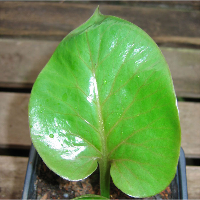 Cardiocrinum  giganteum yunnanense, young leaf