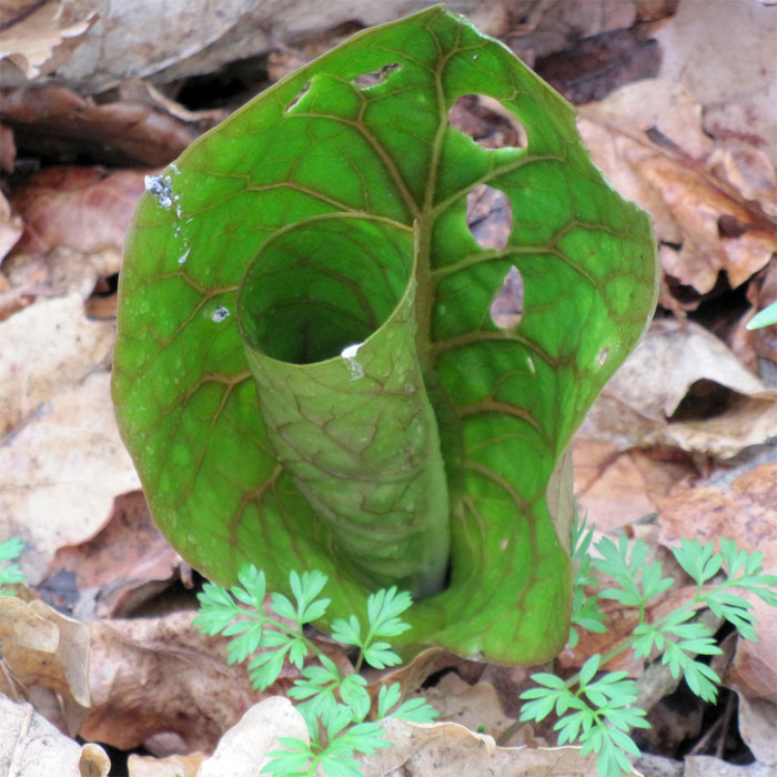 Cardiocrinum  cordatum glehnii, young leaf