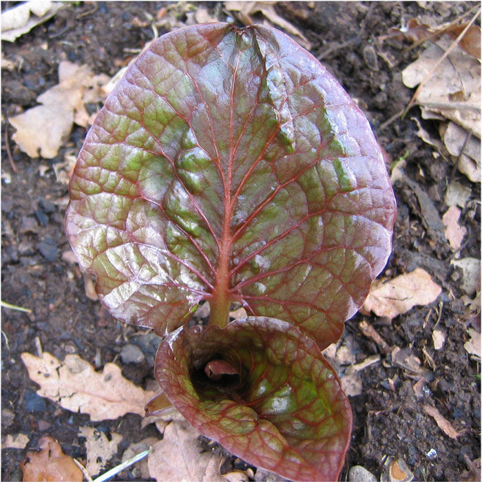 Cardiocrinum  cordatum cordatum, young leaf