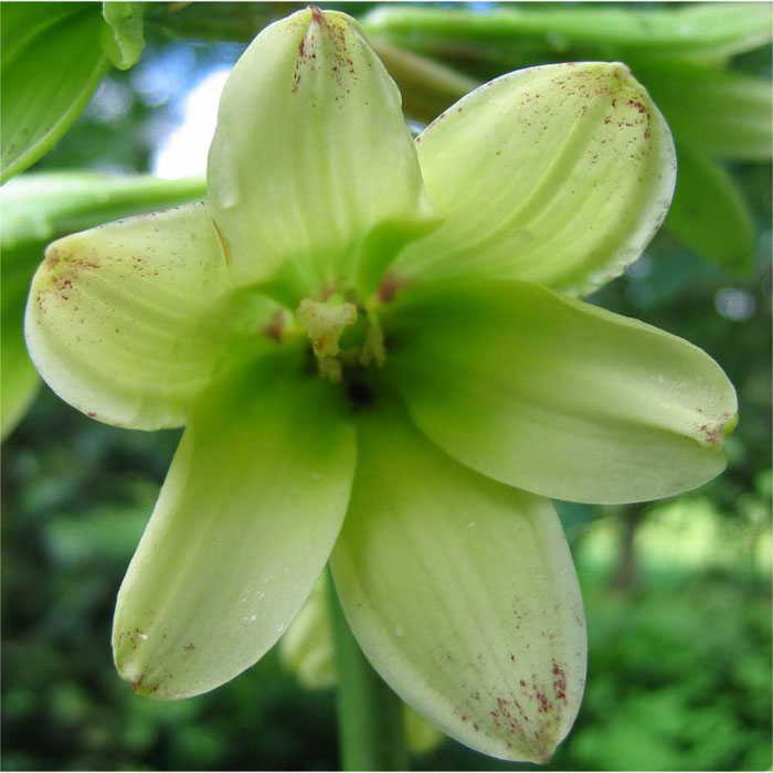 Cardiocrinum  cordatum glehnii, flower close up