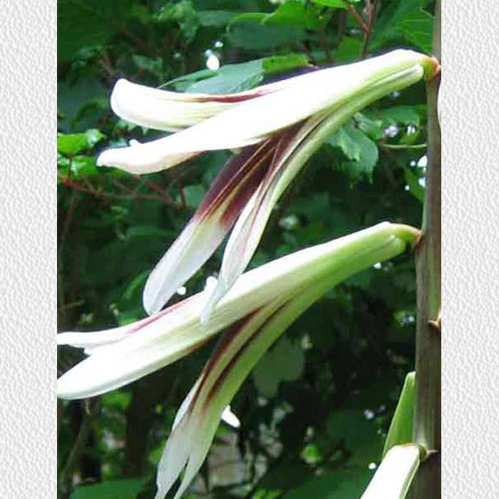 Cardiocrinum  giganteum  yunnanense, flower close up