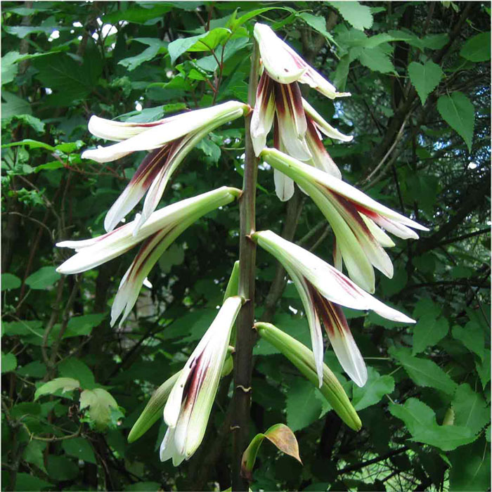 Cardiocrinum  giganteum  yunnanense, flower spike