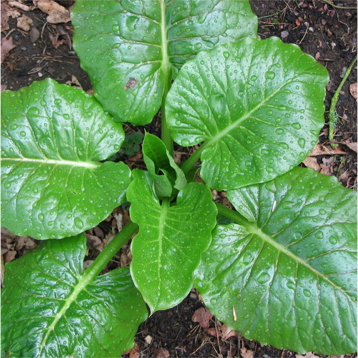 Cardiocrinum  giganteum  yunnanense, young leaf