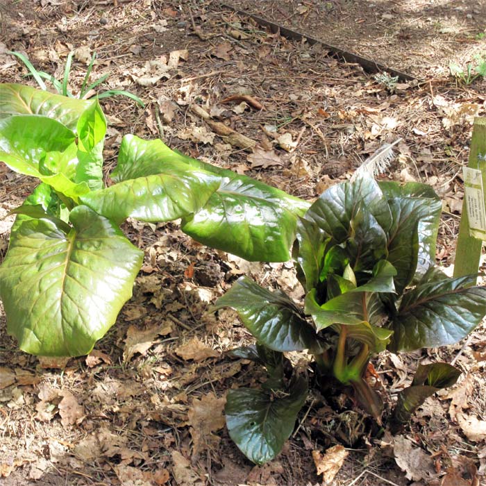 Cardiocrinum  giganteum yunnanense, growing plant