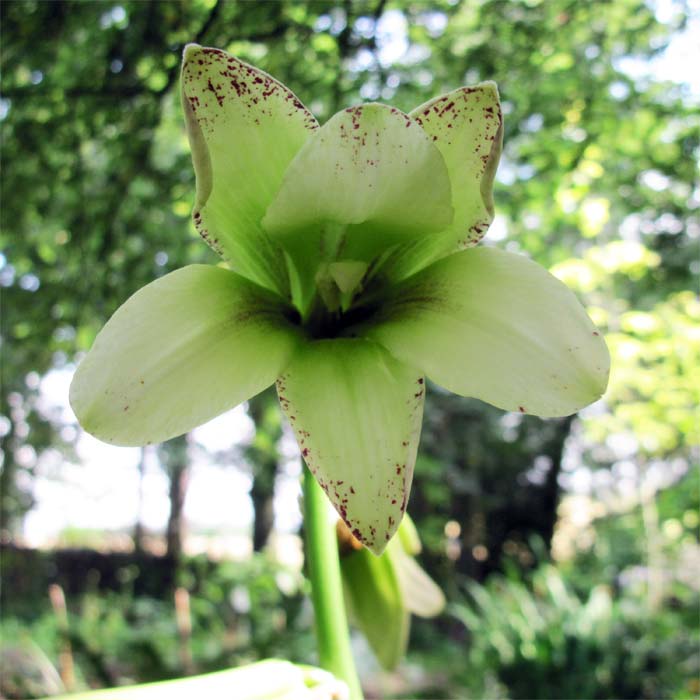 Cardiocrinum  cordatum cordatum, flower close up