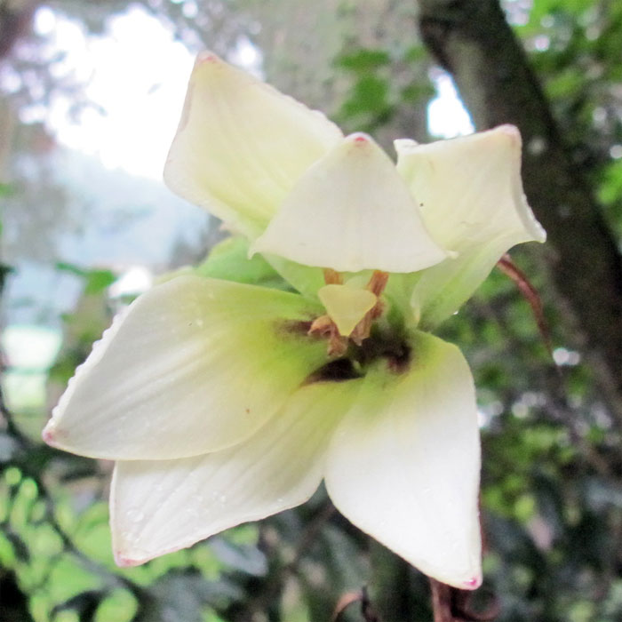 Cardiocrinum  cordatum cordatum, flower close up