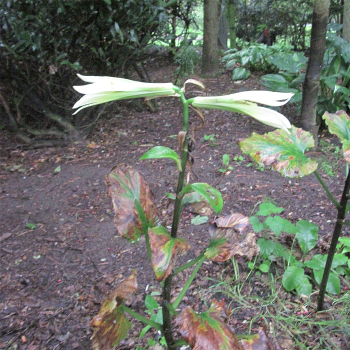 Cardiocrinum  cordatum cordatum, flower spike
