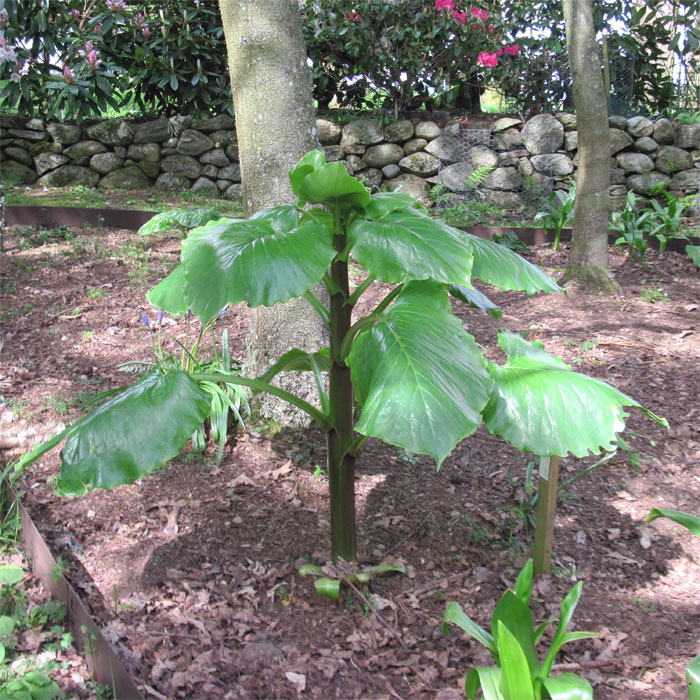 Cardiocrinum  giganteum giganteum, growing plant