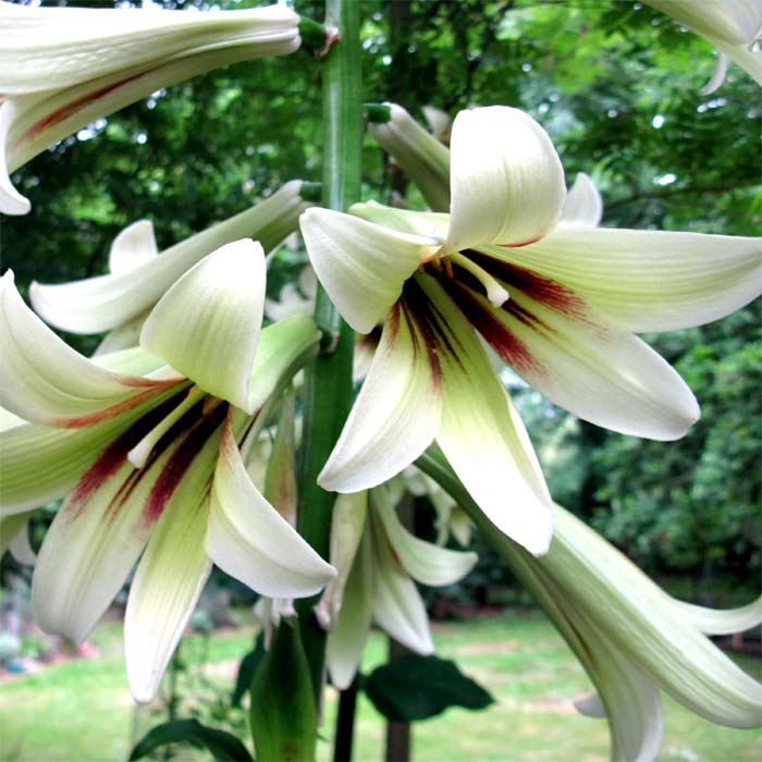 Cardiocrinum  giganteum giganteum, flower close up