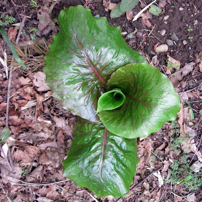 Cardiocrinum  giganteum giganteum, young leaf