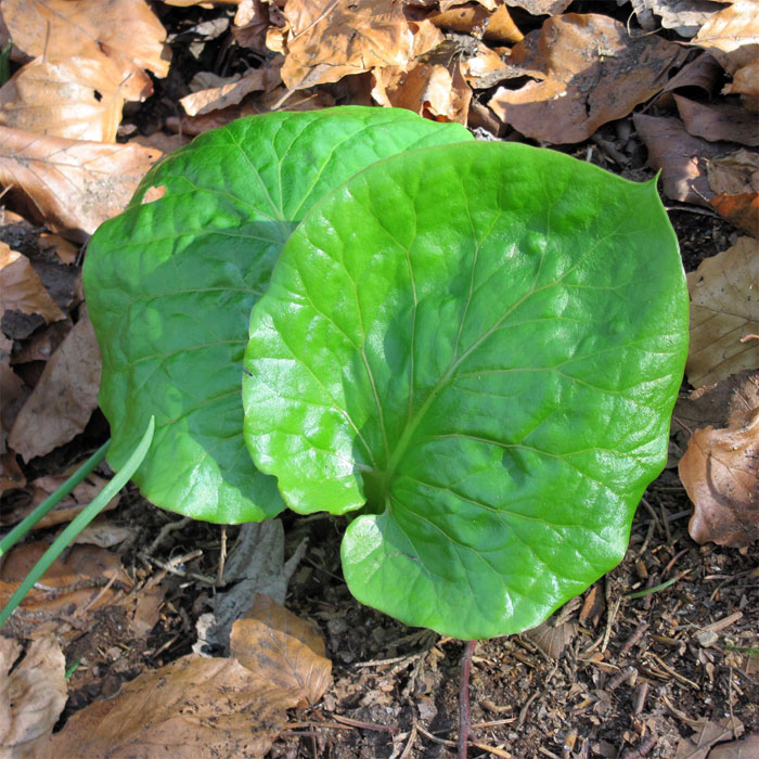 Cardiocrinum  cordatum glehnii, young leaf