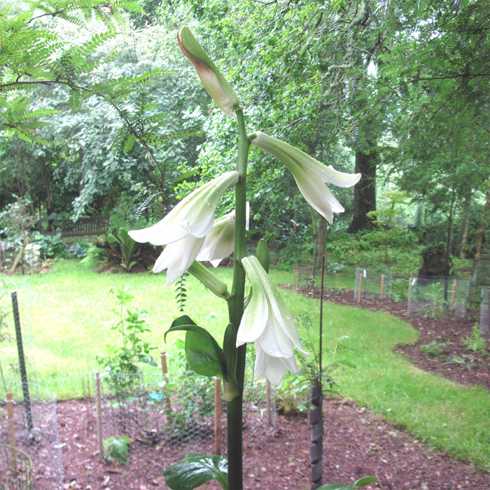 Cardiocrinum  giganteum yunnanense, flower spike