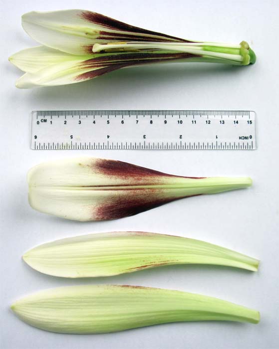 Cardiocrinum  giganteum yunnanense, flower structure