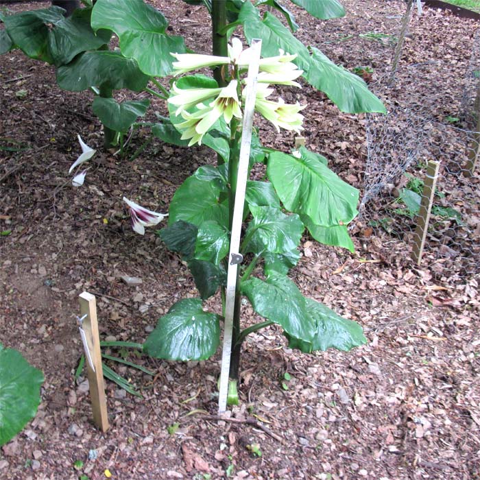 Cardiocrinum  giganteum giganteum, flower spike