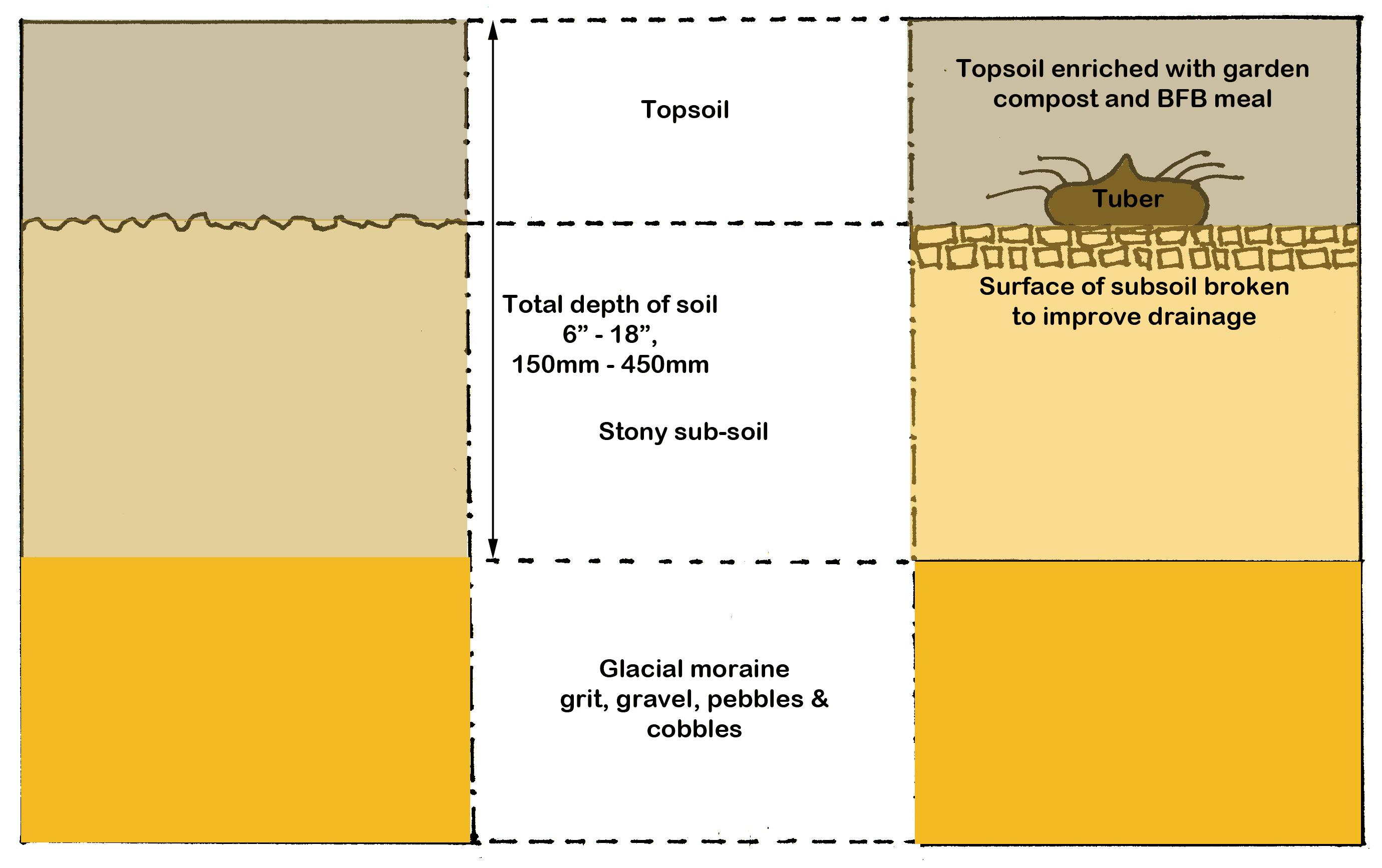 Arisaema soil