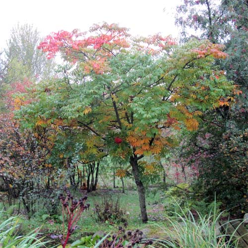 Sorbus  sargentiana, autumn