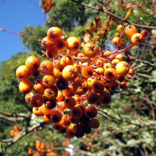 Sorbus  aucuparia fructo-lutea, berry