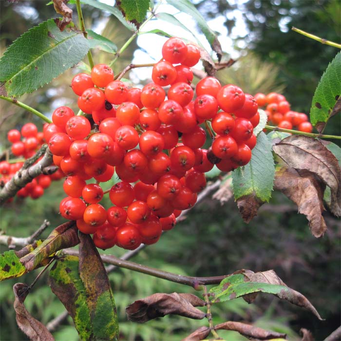 Sorbus  californica, berry