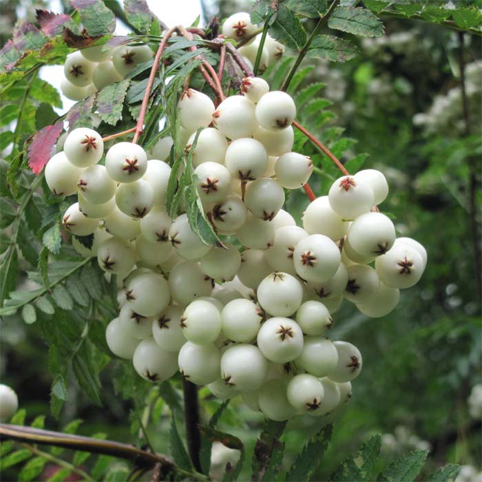 Sorbus  frutescens, berry