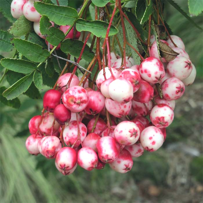 Sorbus  rosea, berry