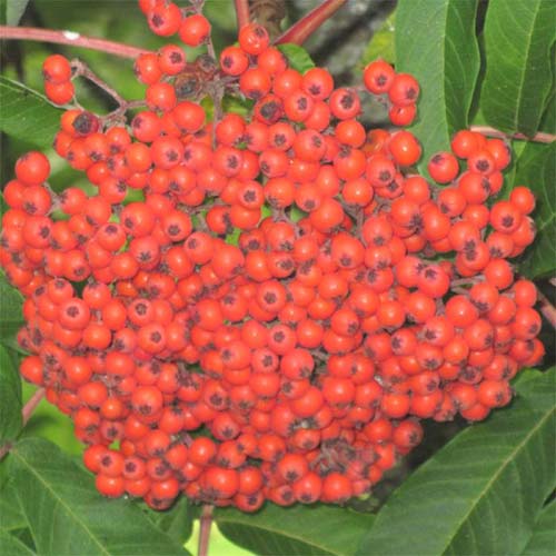 S. sargentiana, berries