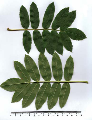 Sorbus  californica, leaf