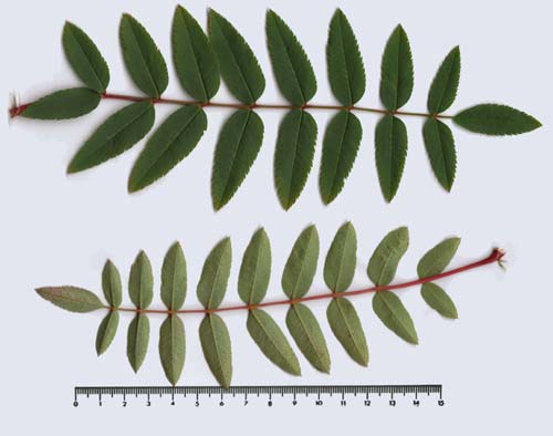 Sorbus  rosea, leaf