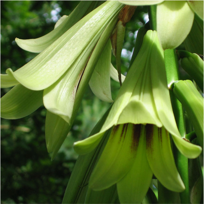 C. giganteum flower
