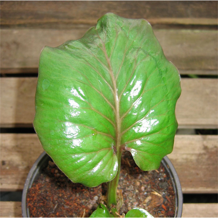 C. giganteum, young leaf