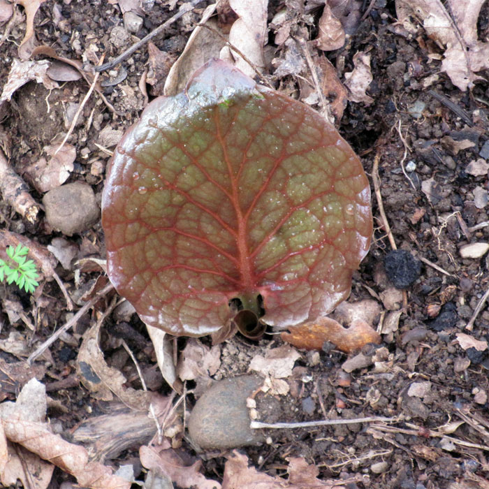Cardiocrinum  cordatum cordatum, young leaf