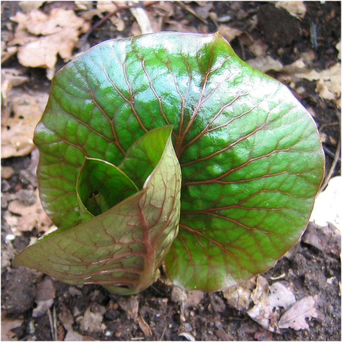 C. cordatum glehnii, young leaf