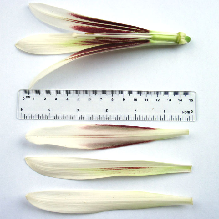 Cardiocrinum  giganteum yunnanense, flower structure