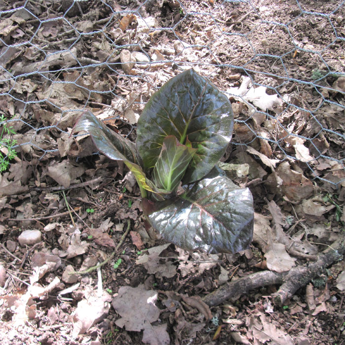 Cardiocrinum  giganteum yunnanense, young leaf