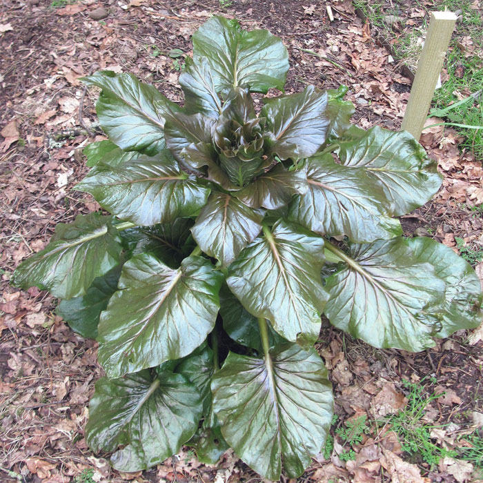 Cardiocrinum  giganteum yunnanense, growing plant