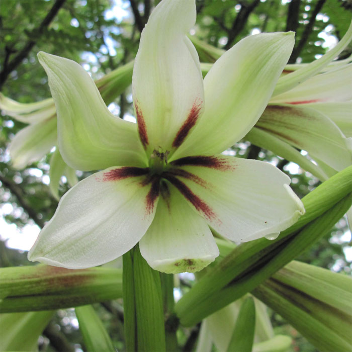 Cardiocrinum  giganteum yunnanense, flower close up