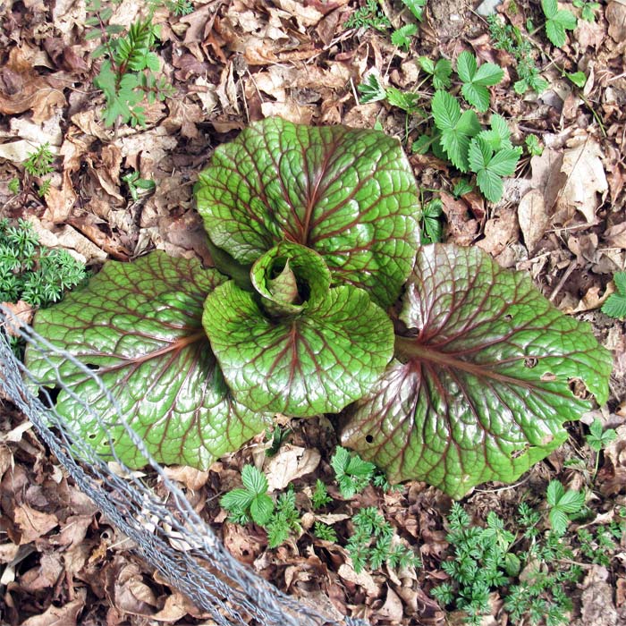 Cardiocrinum  cordatum cordatum, growing plant