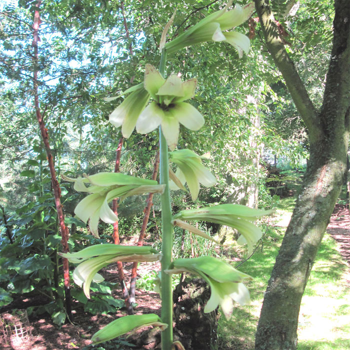 Cardiocrinum  cordatum cordatum, in its flowering year