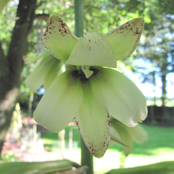 C. cordatum, flower