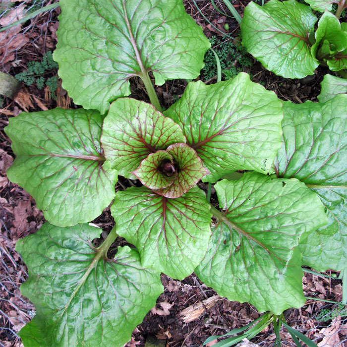 Cardiocrinum  cordatum cordatum, growing plant