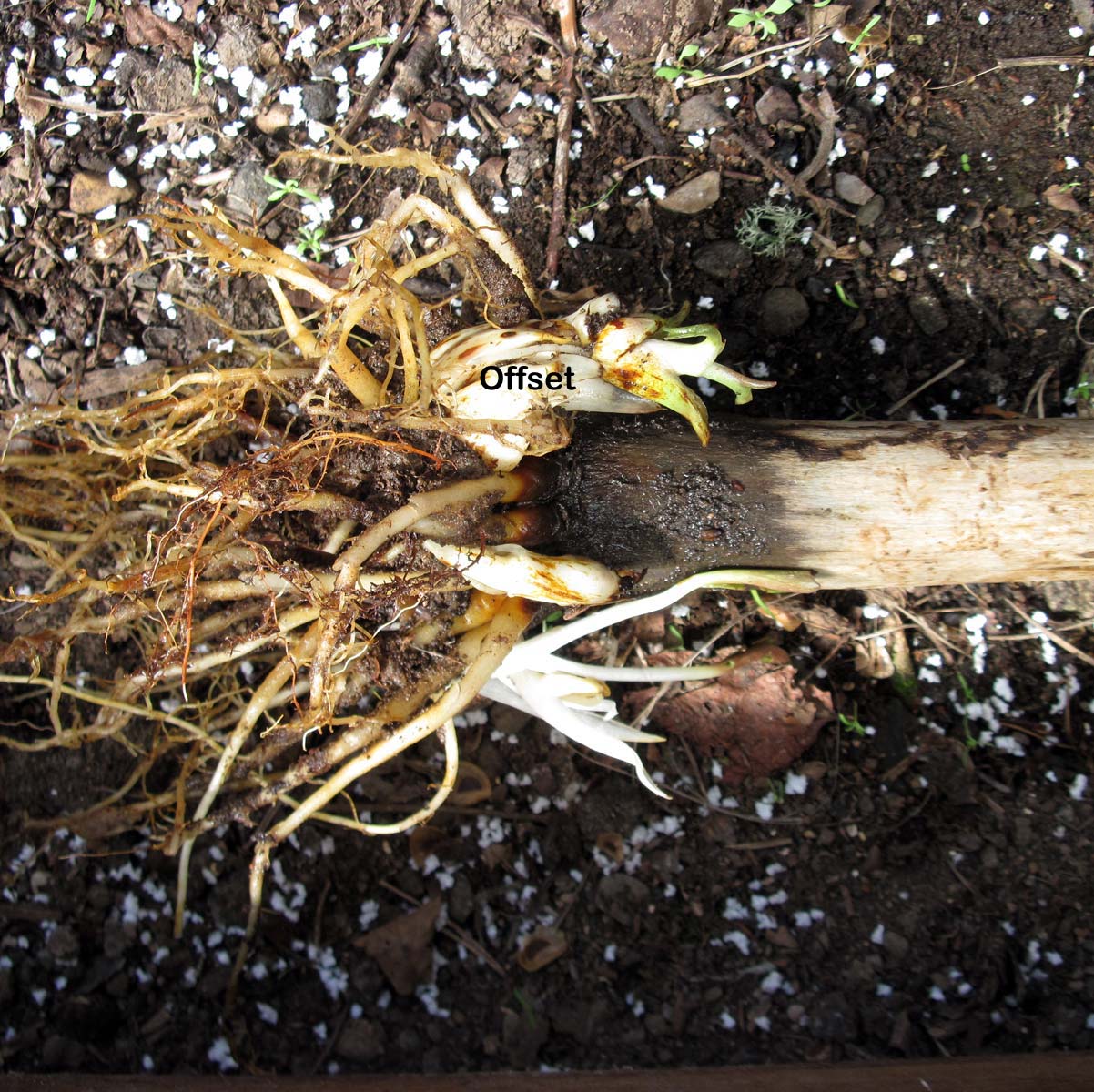 C. cordatum, roots A