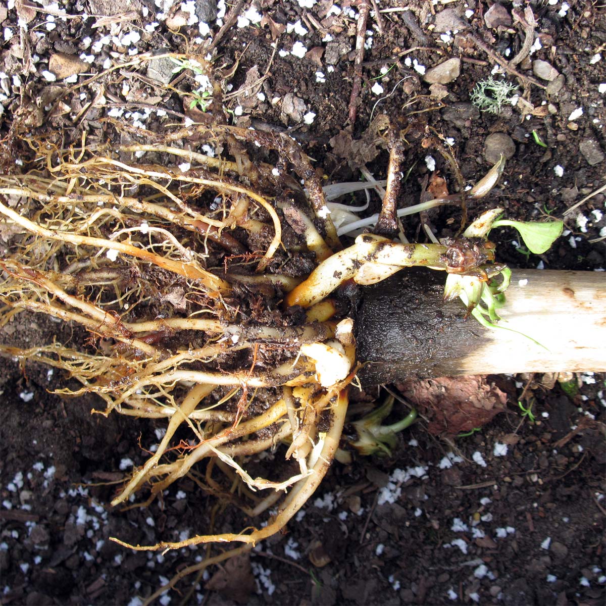C. cordatum, roots B