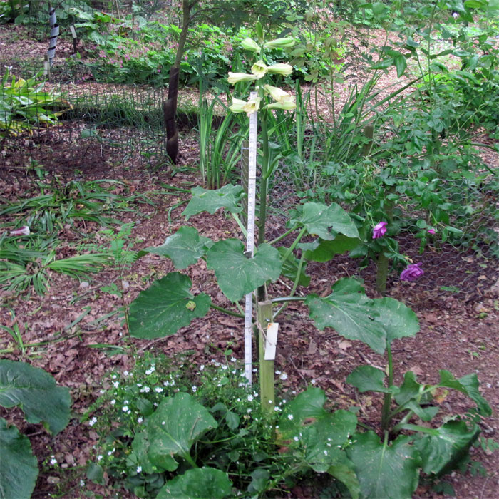 Cardiocrinum  cordatum glehnii, in its flowering year