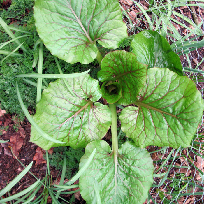Cardiocrinum  cordatum glehnii, growing plant
