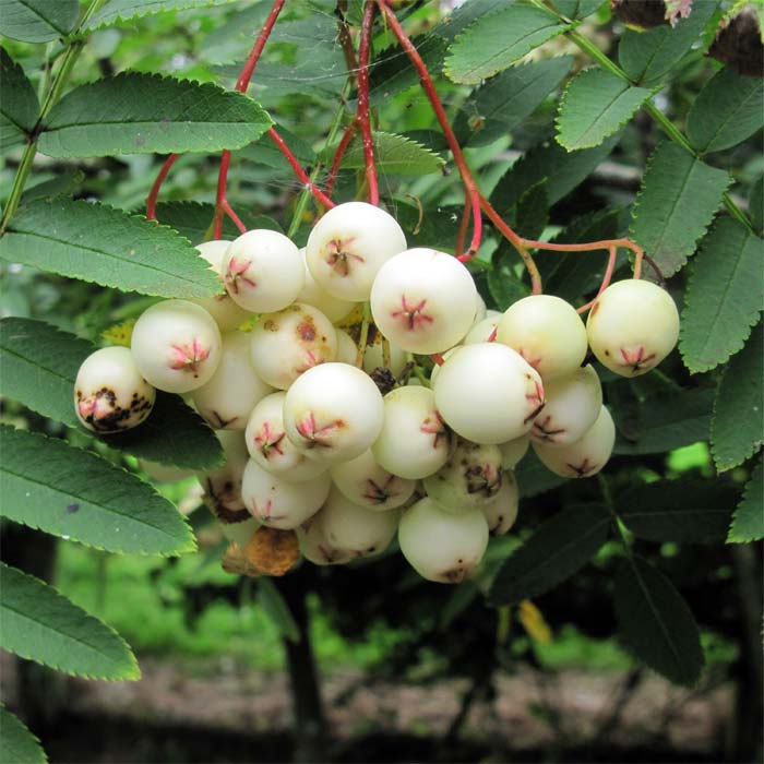 S. cashmiriana berries