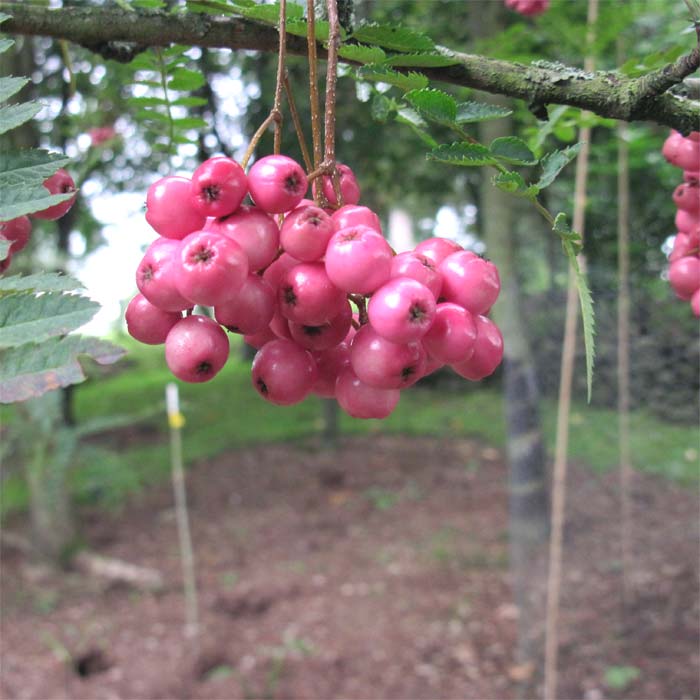 S. koehneana berries