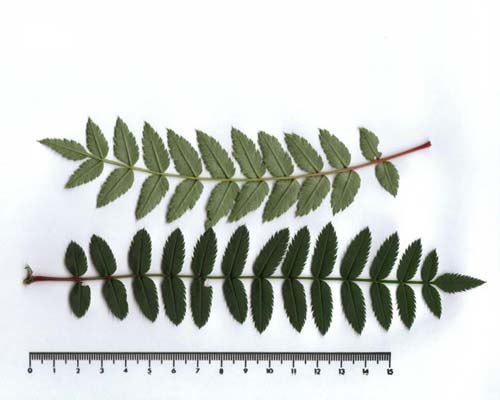 Sorbus  frutescens, leaf